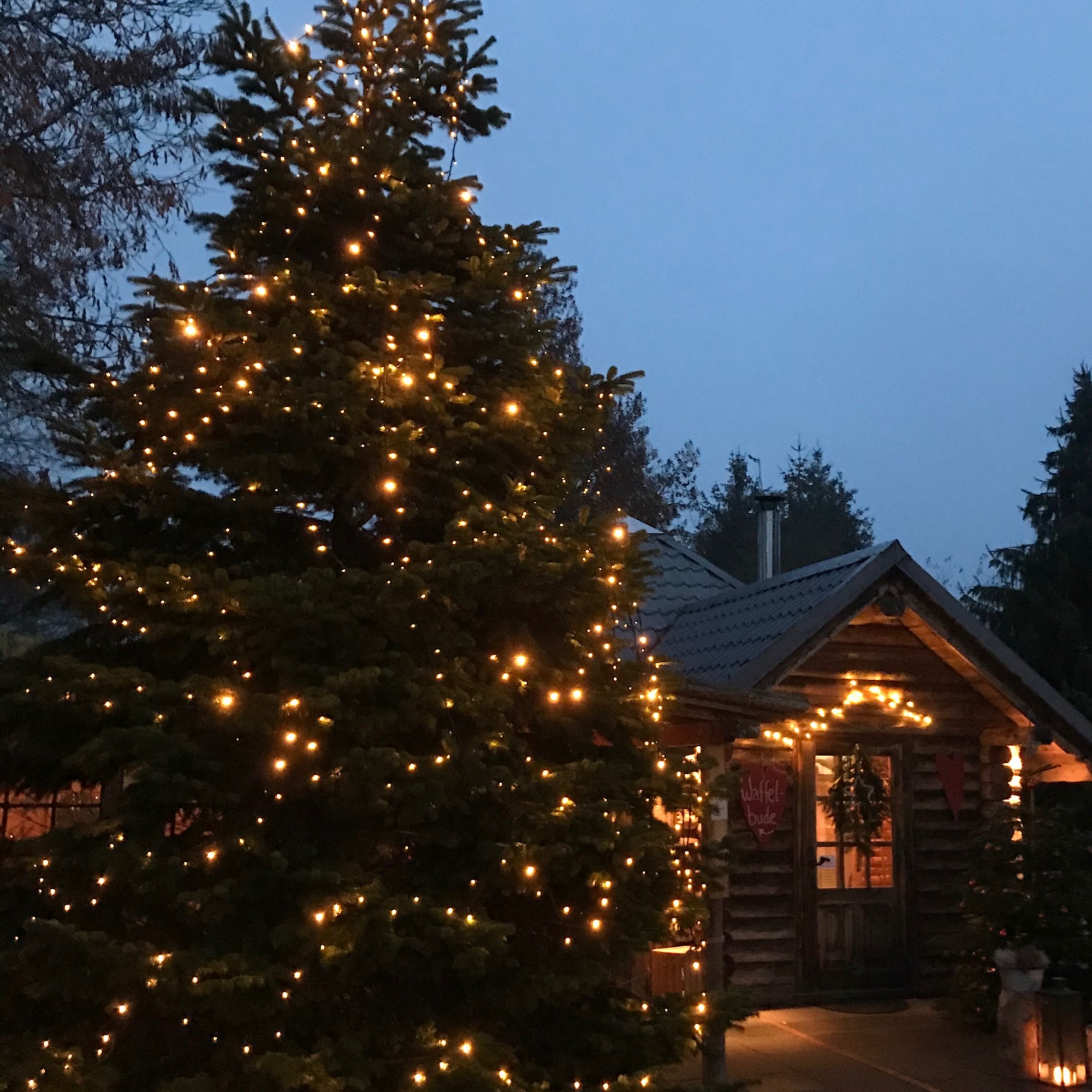 Bio-Weihnachtsbäume, Weihnachtsevents, Tannenbaumschlagen